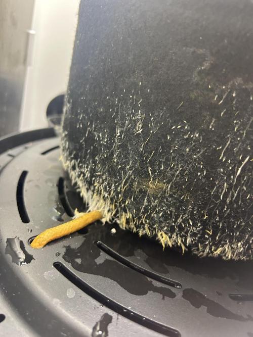 Random FastBuds seed. Week 6 - Roots look healthy and happy with self watering base!