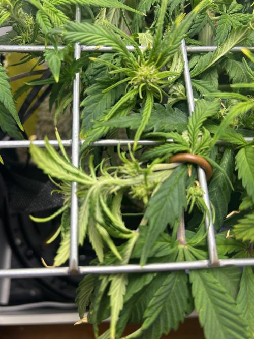 Random FastBuds seed. Week 6 - Flowers appearing everywhere