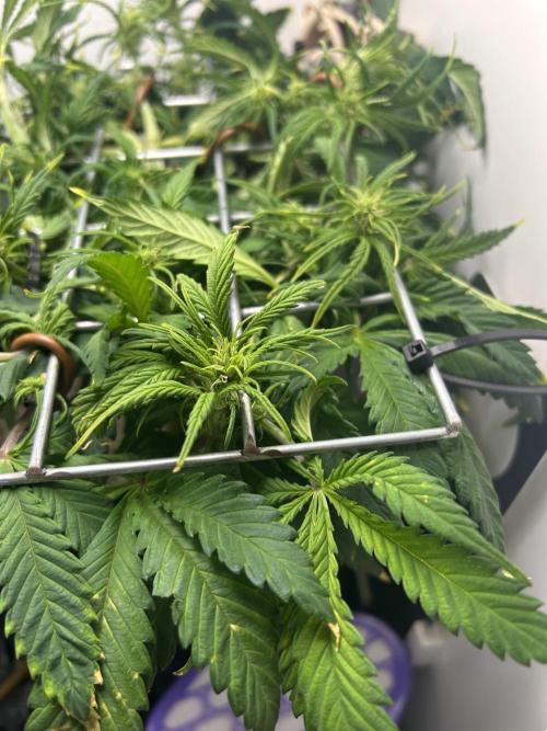 Random FastBuds seed. Week 6 - More flowers