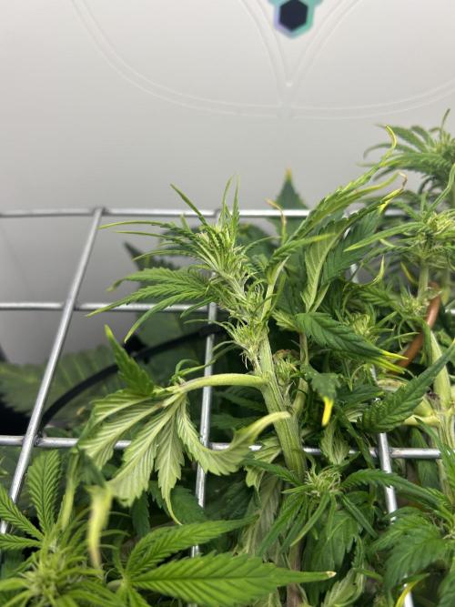 Random FastBuds seed. Week 6 - More flowers