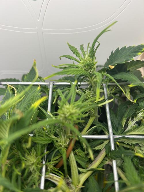 Random FastBuds seed. Week 6