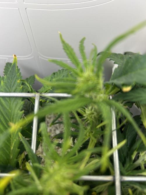 Random FastBuds seed. Week 6