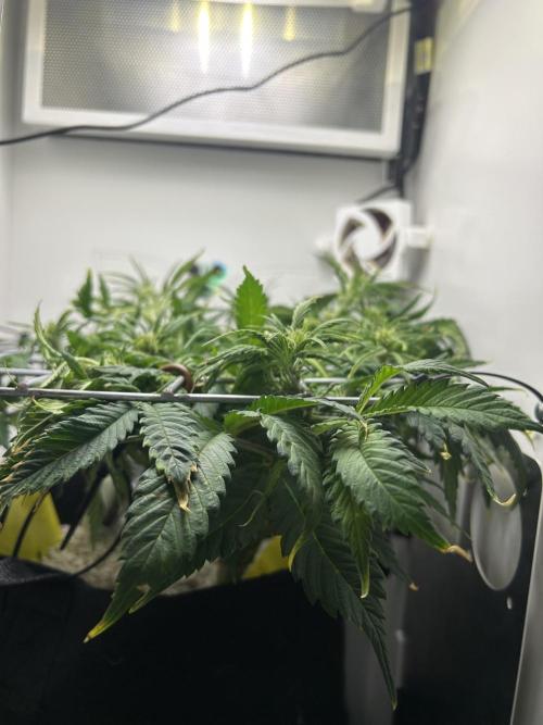 Random FastBuds seed. Week 6 - Side view of canopy