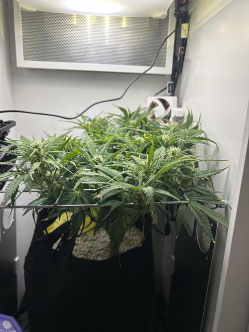 Random FastBuds seed. Week 7