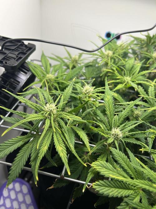 Random FastBuds seed. Week 7