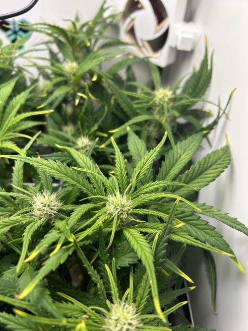 Random FastBuds seed. Week 7