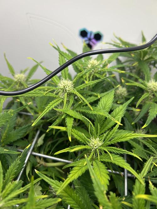 Random FastBuds seed. Week 7