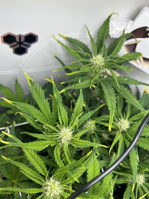 Random FastBuds seed. Week 7