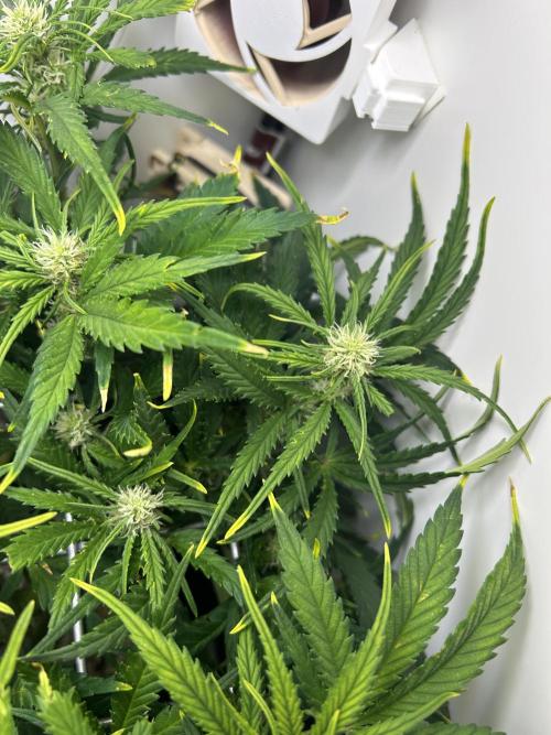 Random FastBuds seed. Week 7