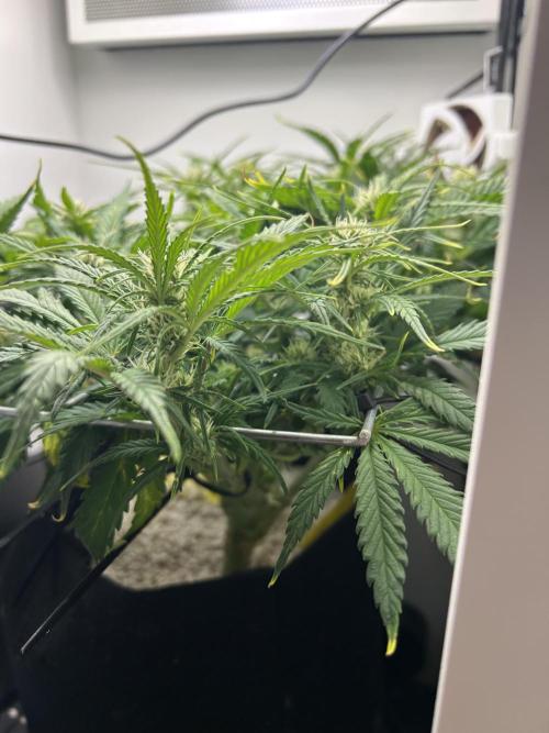 Random FastBuds seed. Week 7