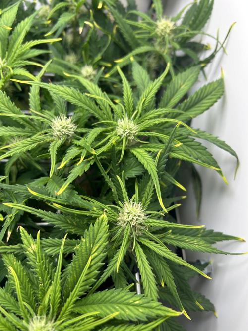 Random FastBuds seed. Week 7