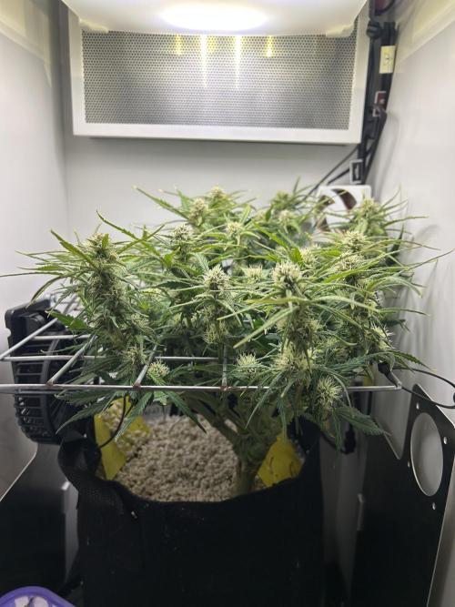 Random FastBuds seed. Week 8