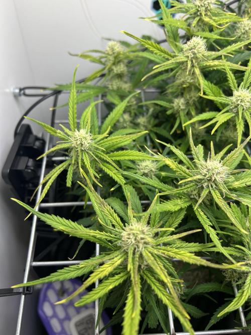 Random FastBuds seed. Week 8