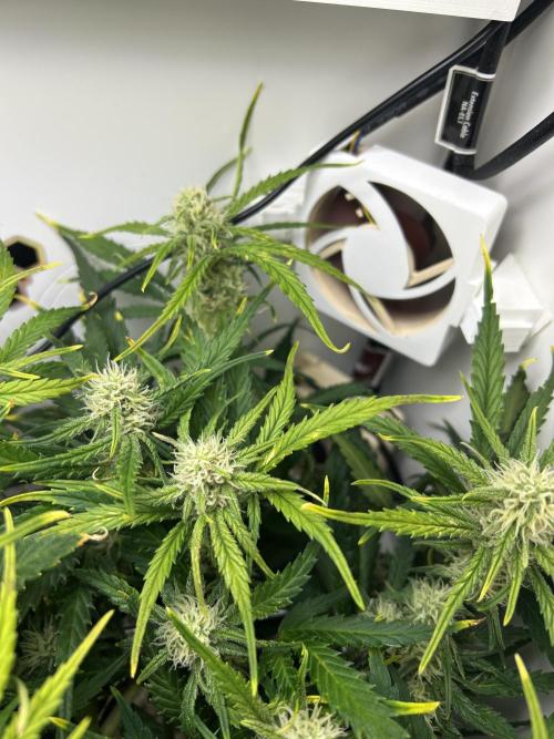 Random FastBuds seed. Week 8