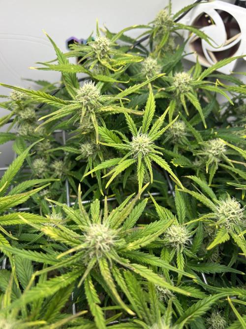 Random FastBuds seed. Week 8