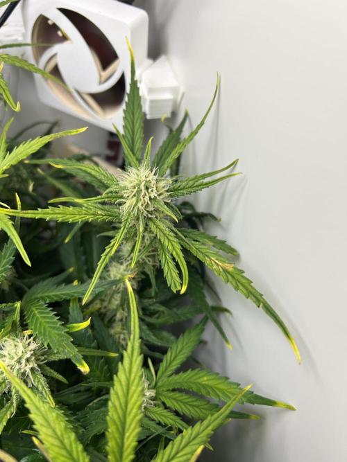 Random FastBuds seed. Week 8