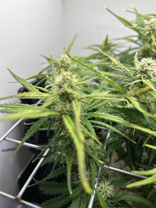 Random FastBuds seed. Week 8