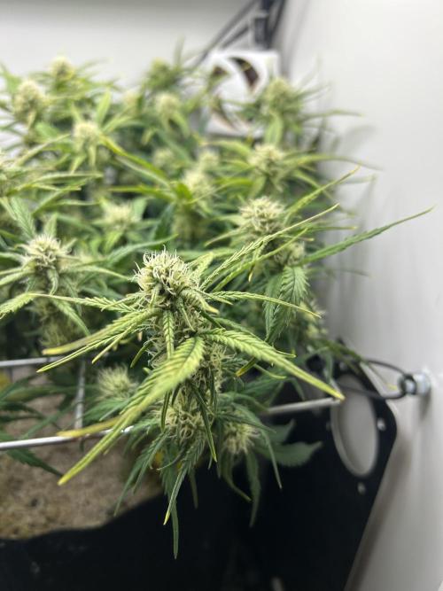 Random FastBuds seed. Week 8