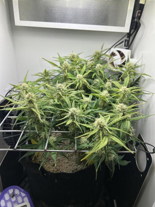 Random FastBuds seed. Week 8
