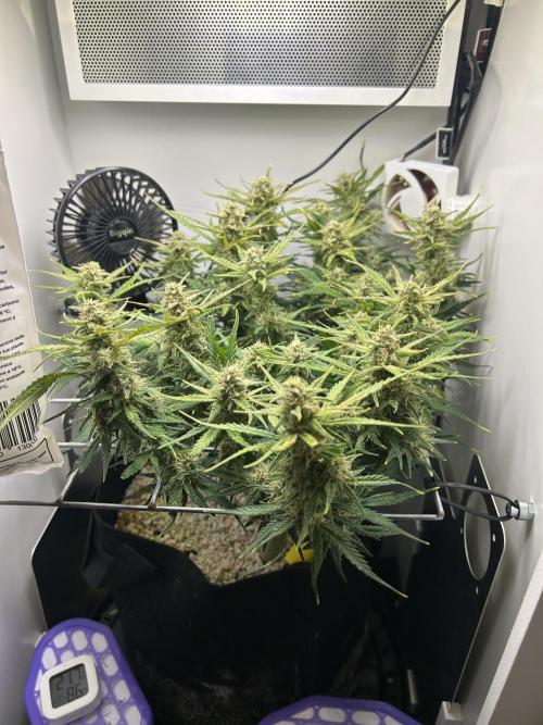 Random FastBuds seed. Week 9