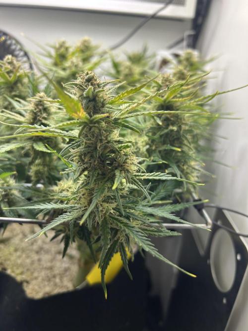 Random FastBuds seed. Week 9