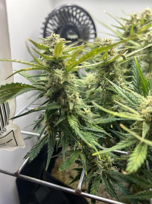 Random FastBuds seed. Week 9