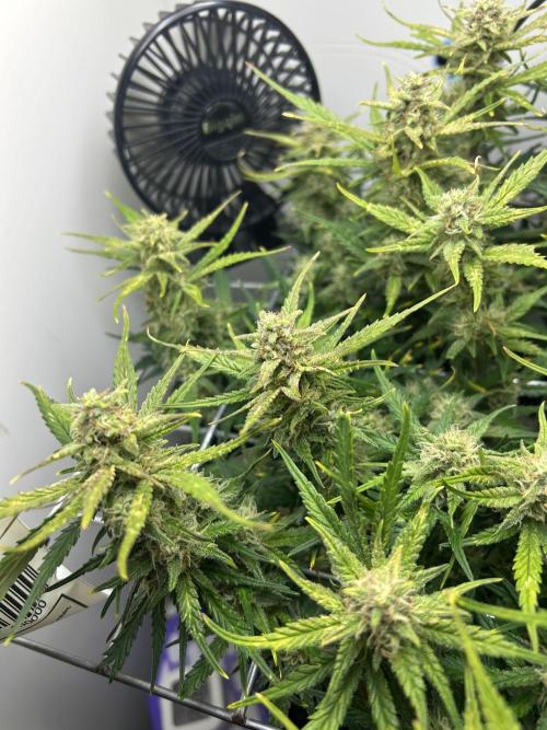 Random FastBuds seed. Week 9