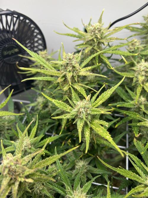 Random FastBuds seed. Week 9