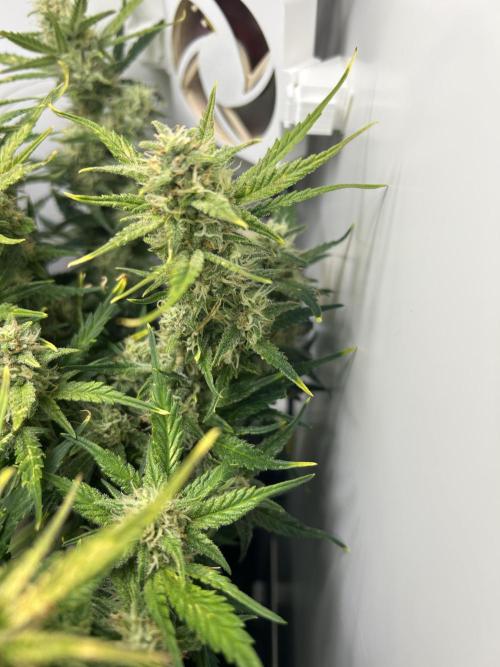 Random FastBuds seed. Week 9