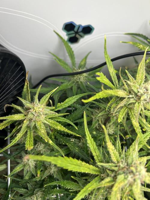 Random FastBuds seed. Week 9
