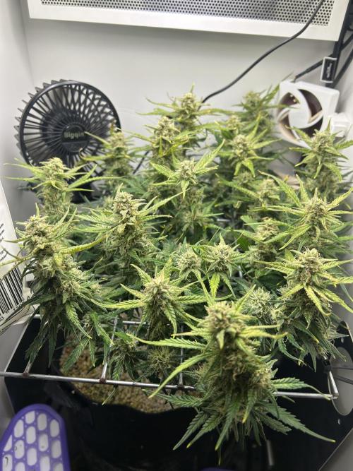 Random FastBuds seed. Week 9