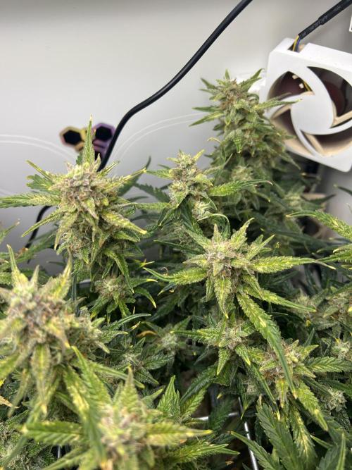 Random FastBuds seed. Week 10