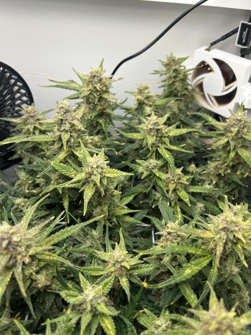 Random FastBuds seed. Week 10