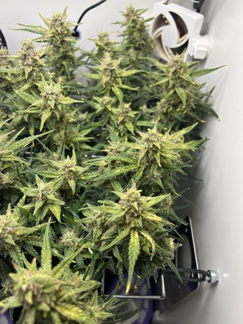 Random FastBuds seed. Week 10