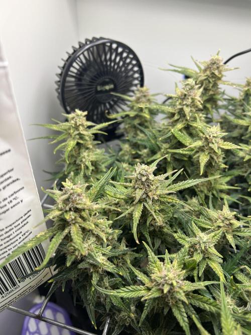 Random FastBuds seed. Week 10