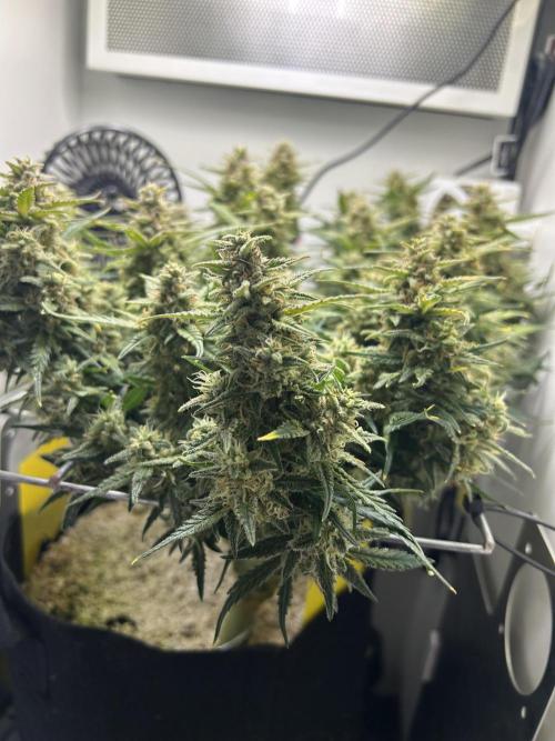 Random FastBuds seed. Week 10