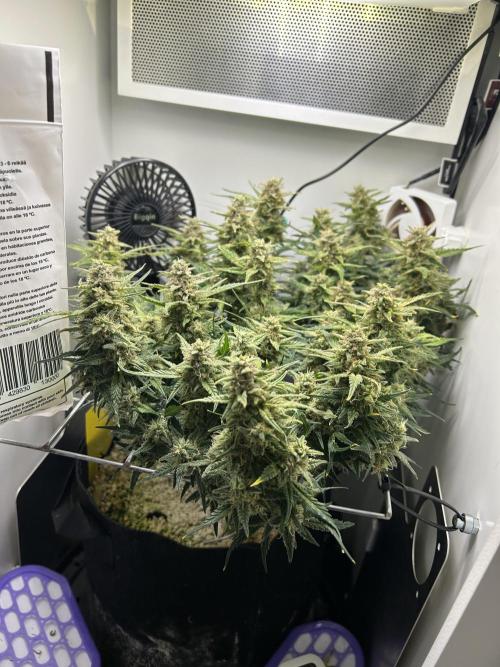 Random FastBuds seed. Week 10