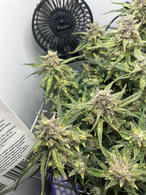 Random FastBuds seed. Week 11