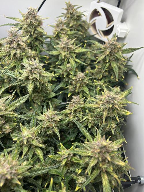 Random FastBuds seed. Week 11