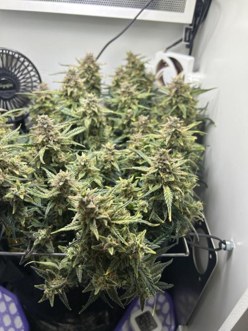 Random FastBuds seed. Week 11
