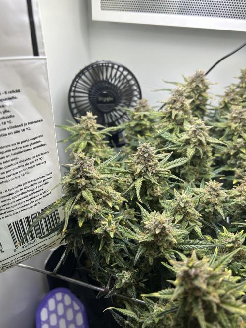 Random FastBuds seed. Week 11