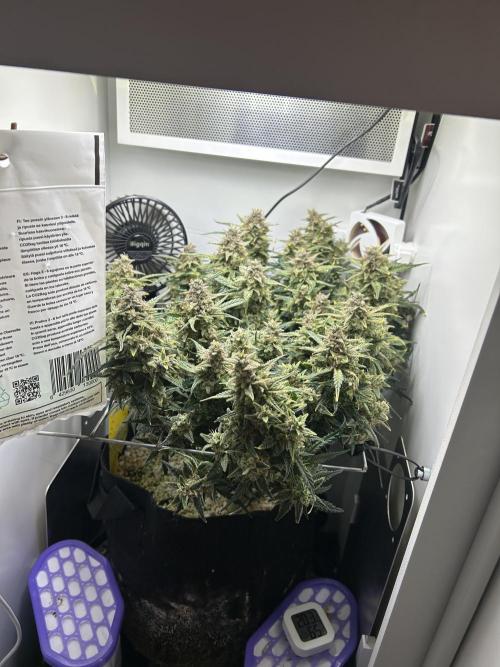 Random FastBuds seed. Week 11