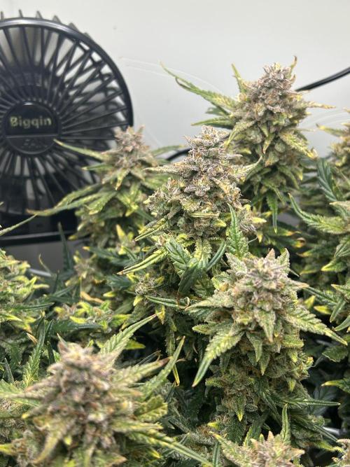 Random FastBuds seed. Week 12