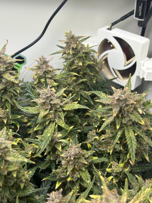 Random FastBuds seed. Week 12