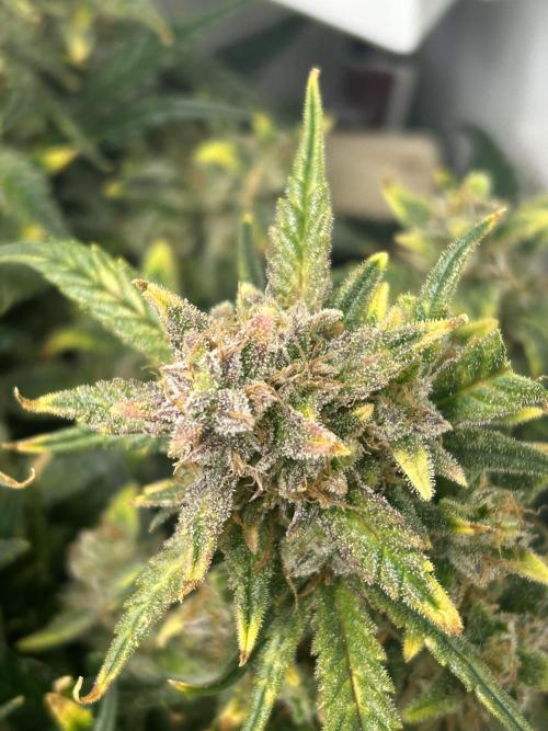 Random FastBuds seed. Week 12