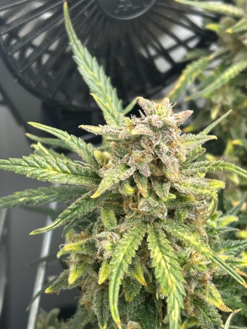 Random FastBuds seed. Week 12