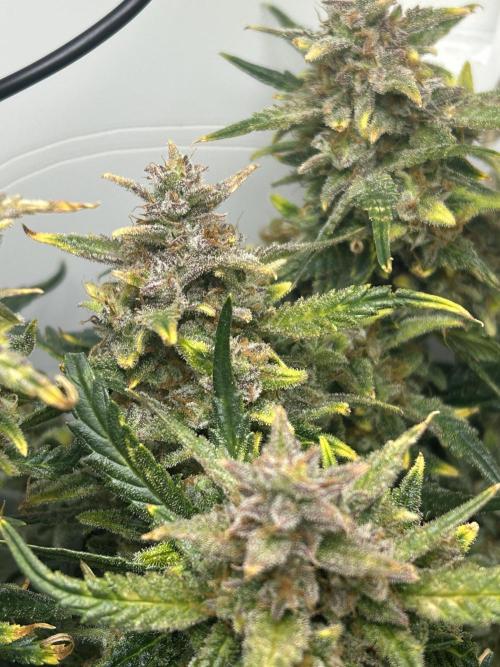 Random FastBuds seed. Week 12