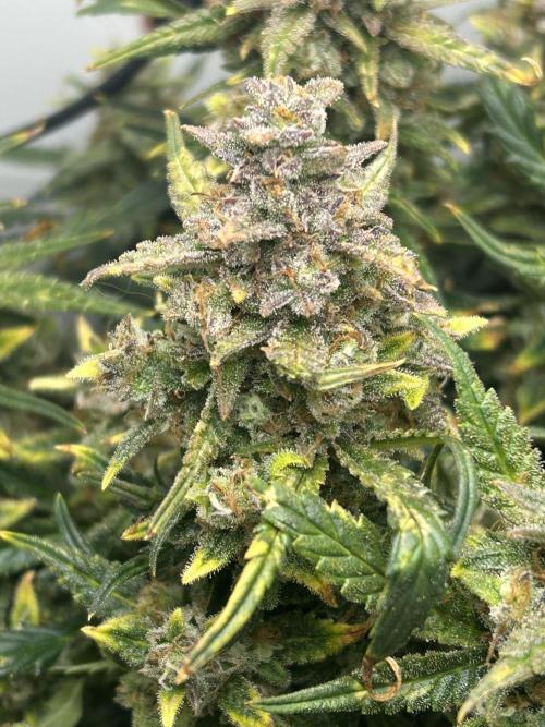 Random FastBuds seed. Week 12