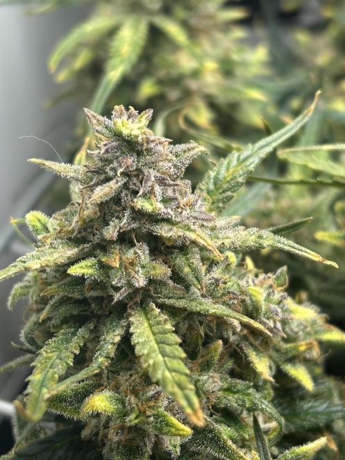 Random FastBuds seed. Week 12