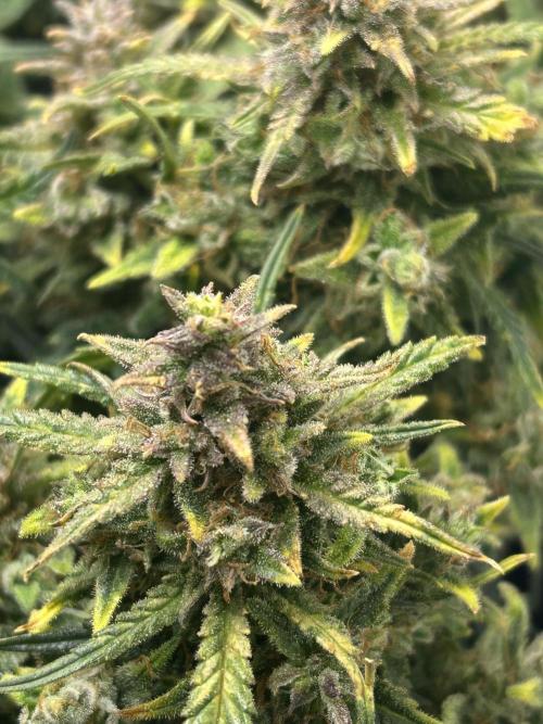 Random FastBuds seed. Week 12